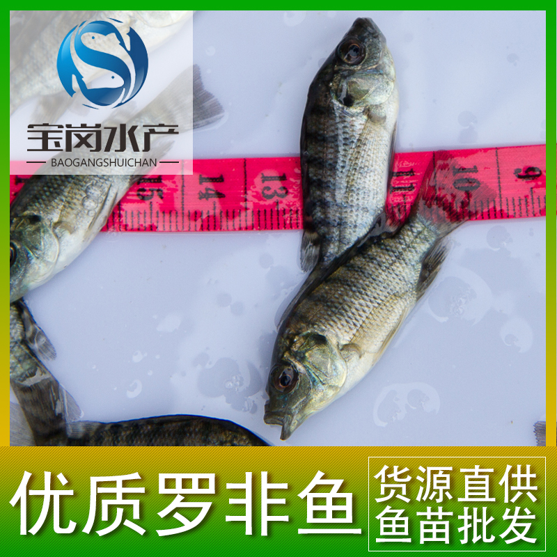 全國供應(yīng)全雄羅非魚魚苗 奧尼魚苗 新吉富 羅非水花 優(yōu)質(zhì)羅非魚苗