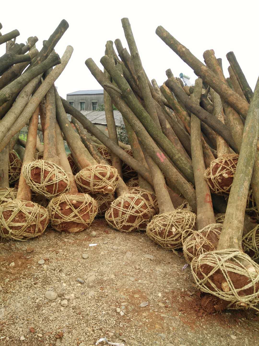 湖南截桿香樟種植基地，湖南益陽截桿香樟基地直銷，益陽市戰(zhàn)余苗木有限公司/廠家