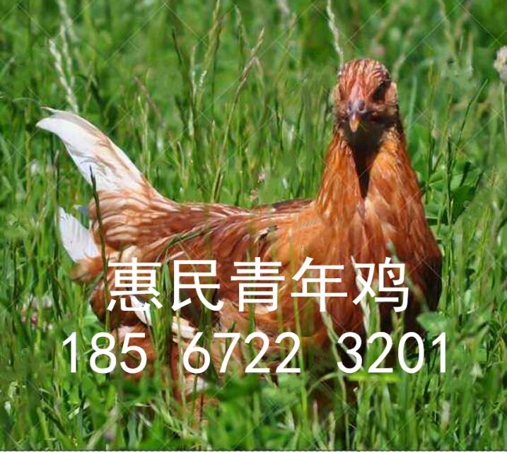 50日齡海蘭灰青年雞報價