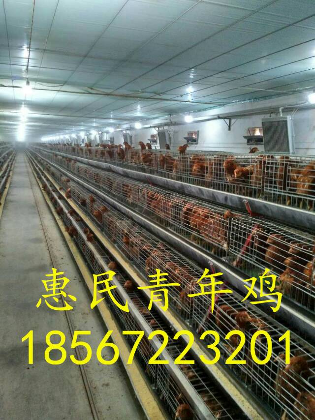 海蘭灰蛋雞多少天見蛋