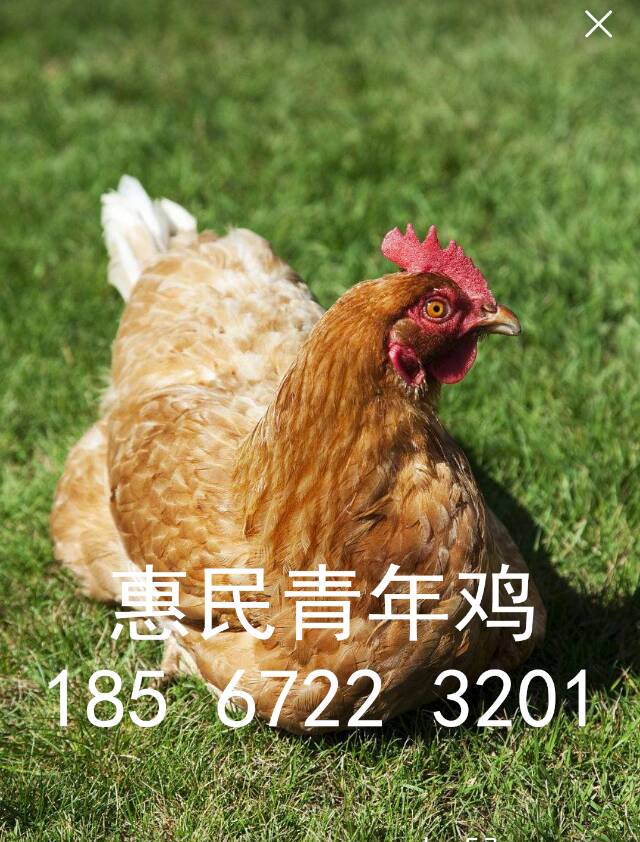 鶴壁青年雞養(yǎng)殖場