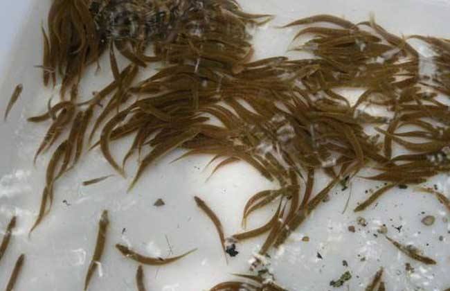 泥鰍苗 批發(fā) 哪里有泥鰍苗 泥鰍苗多少錢一斤 泥鰍苗價(jià)格 泥鰍苗 龍蝦苗