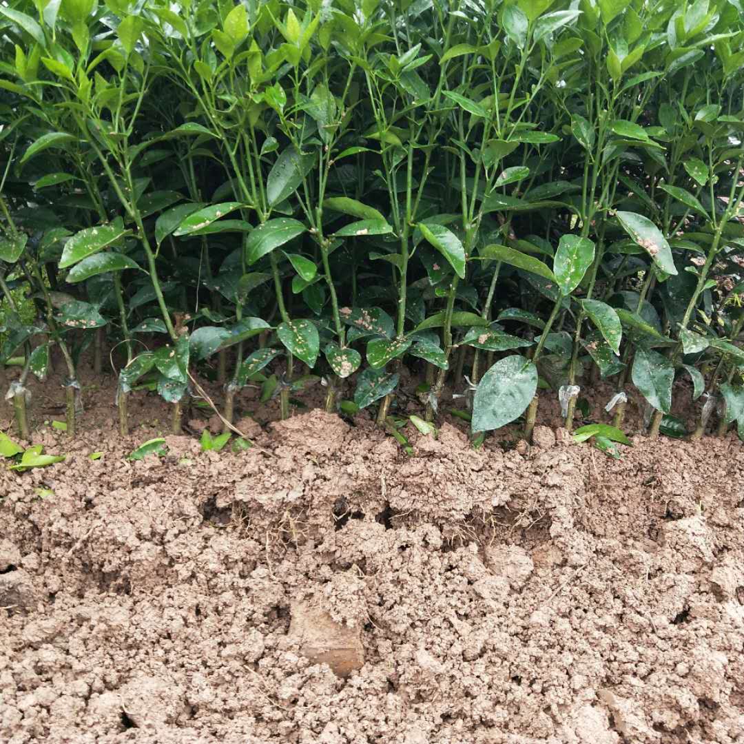 091沃柑苗 091沃柑苗價(jià)格 廣西091沃柑苗 091沃柑苗種植基地