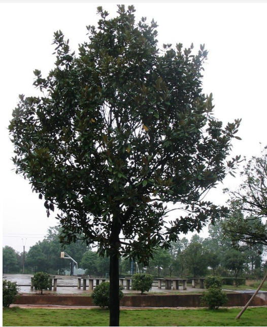 生產(chǎn)大葉女貞樹(shù)小苗批發(fā) 大葉女貞樹(shù)小苗廠家報(bào)價(jià) 大葉女貞樹(shù)小苗