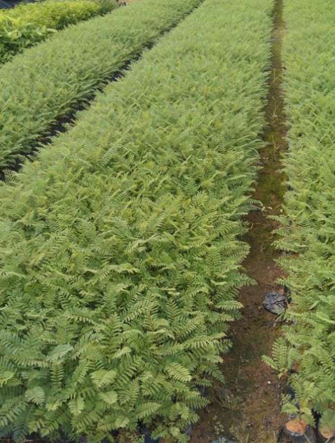 四川藍花楹樹小苗批發(fā)/基地 /價格/小苗 辜氏藍花楹