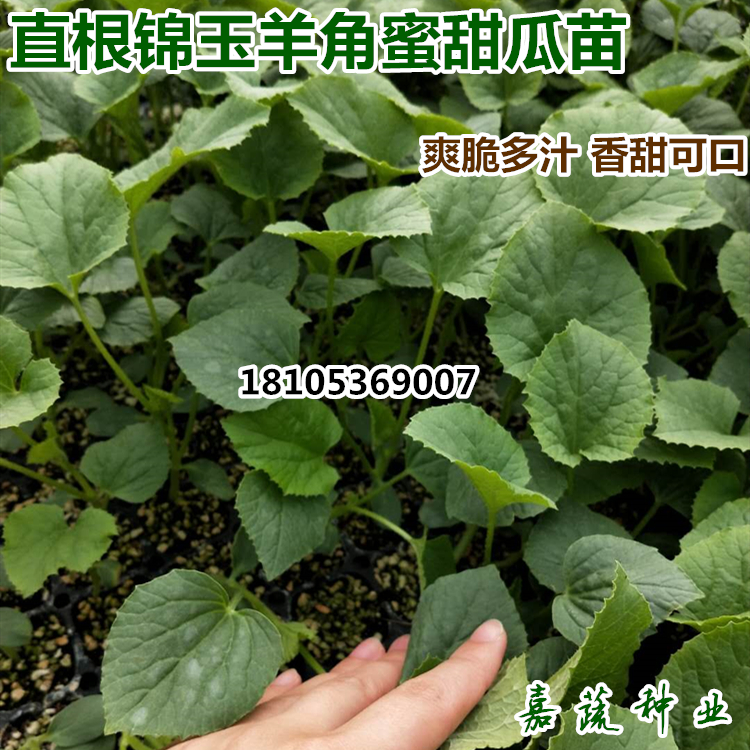 直根羊角蜜甜瓜苗 綠寶甜瓜苗 嫁接羊角蜜甜瓜苗綠寶甜瓜苗 錦玉甜瓜苗 博洋甜瓜苗