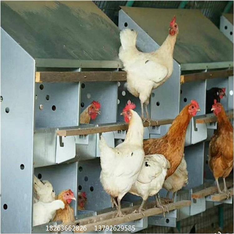 供應(yīng)萬(wàn)興畜牧鍍鋅板產(chǎn)蛋箱 規(guī)格1500×990×1050