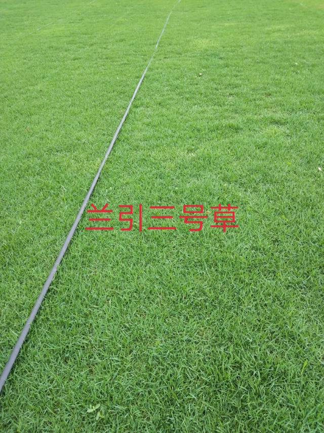 直銷，草卷，草塊歡迎選購