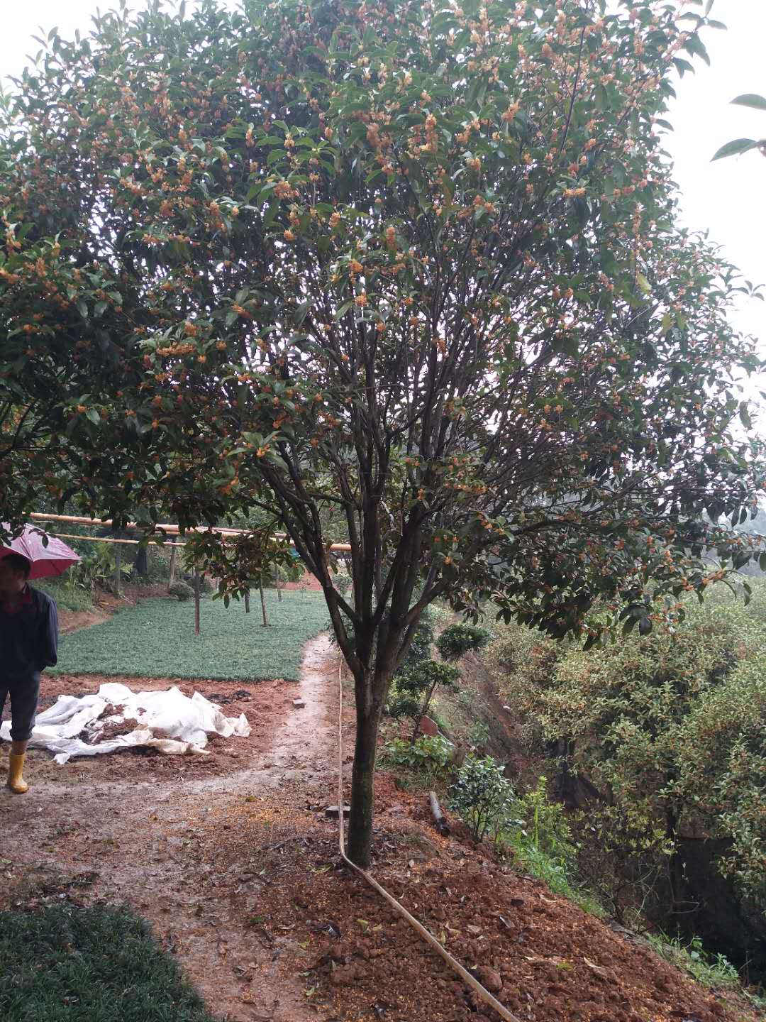 湖南丹桂苗批發(fā)、丹桂苗銷售、丹桂苗種植基地
