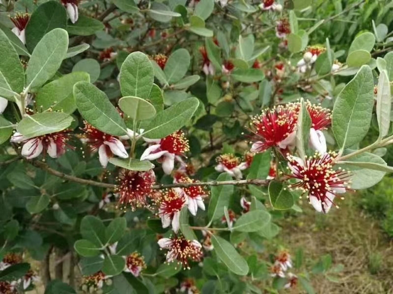 新品種棯子果苗|哪家好|找廣州市增城桃金娘種植場