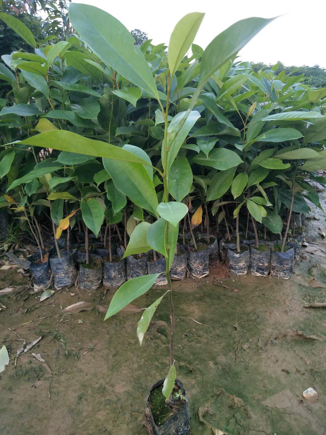 火力楠苗圃基地、火力楠苗圃批發(fā)、火力楠苗圃價(jià)格