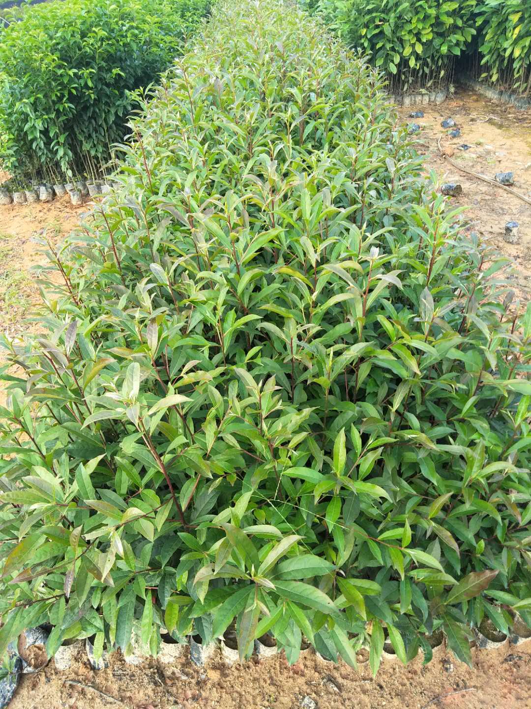 山杜英苗種植園、采購山杜英苗、山杜英苗銷售