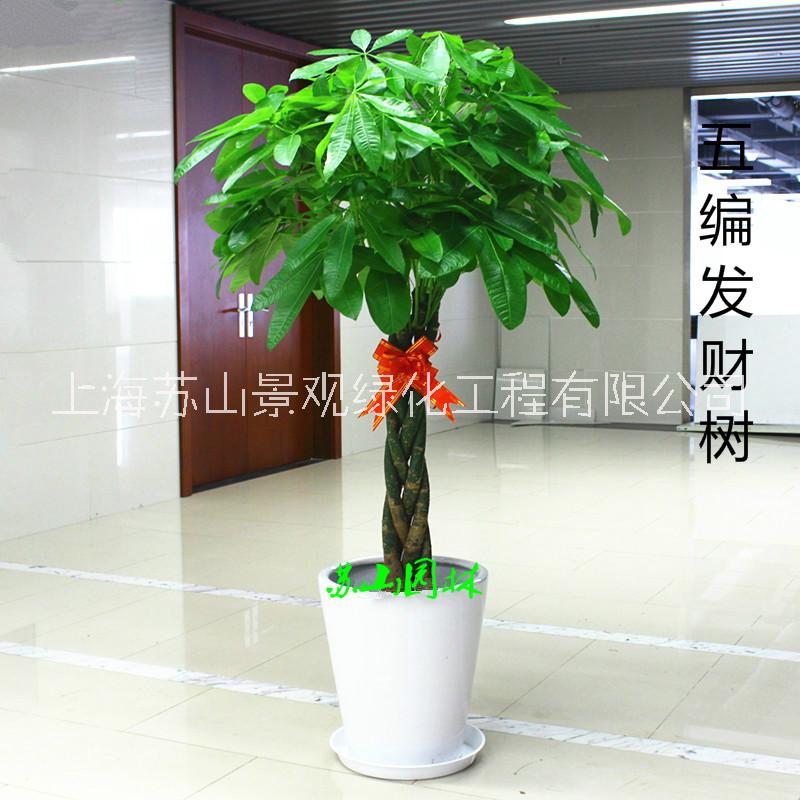 提供張江辦公圈綠植租賃購(gòu)買綠化養(yǎng)護(hù)室內(nèi)草皮樹林工程酒店綠植批發(fā)服務(wù) 張江辦公圈綠植租賃購(gòu)買綠化養(yǎng)護(hù)