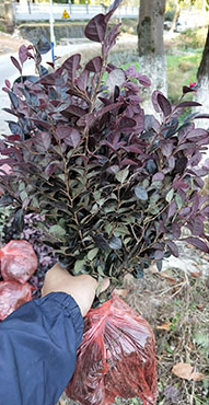 優(yōu)質(zhì)紅花繼木苗