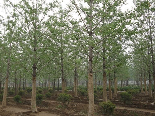 廣西優(yōu)質(zhì)銀杏苗木價(jià)格-種植基地