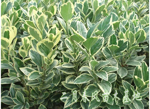 金邊黃楊供貨商 供應(yīng)金邊黃楊