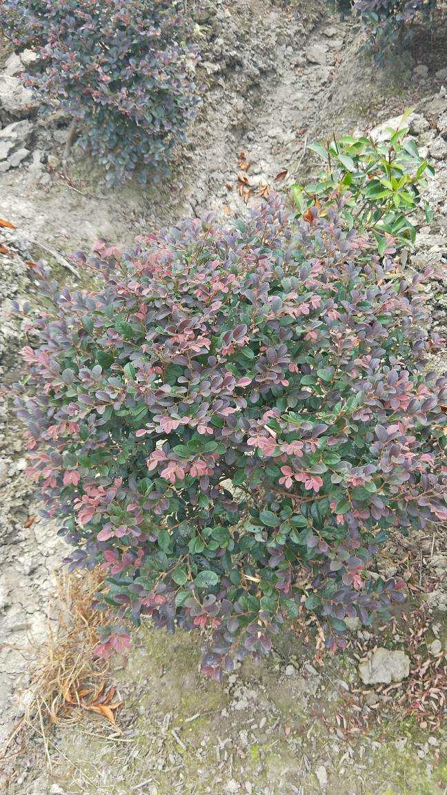 浙江紅花繼木球苗圃基地銷售價(jià)格