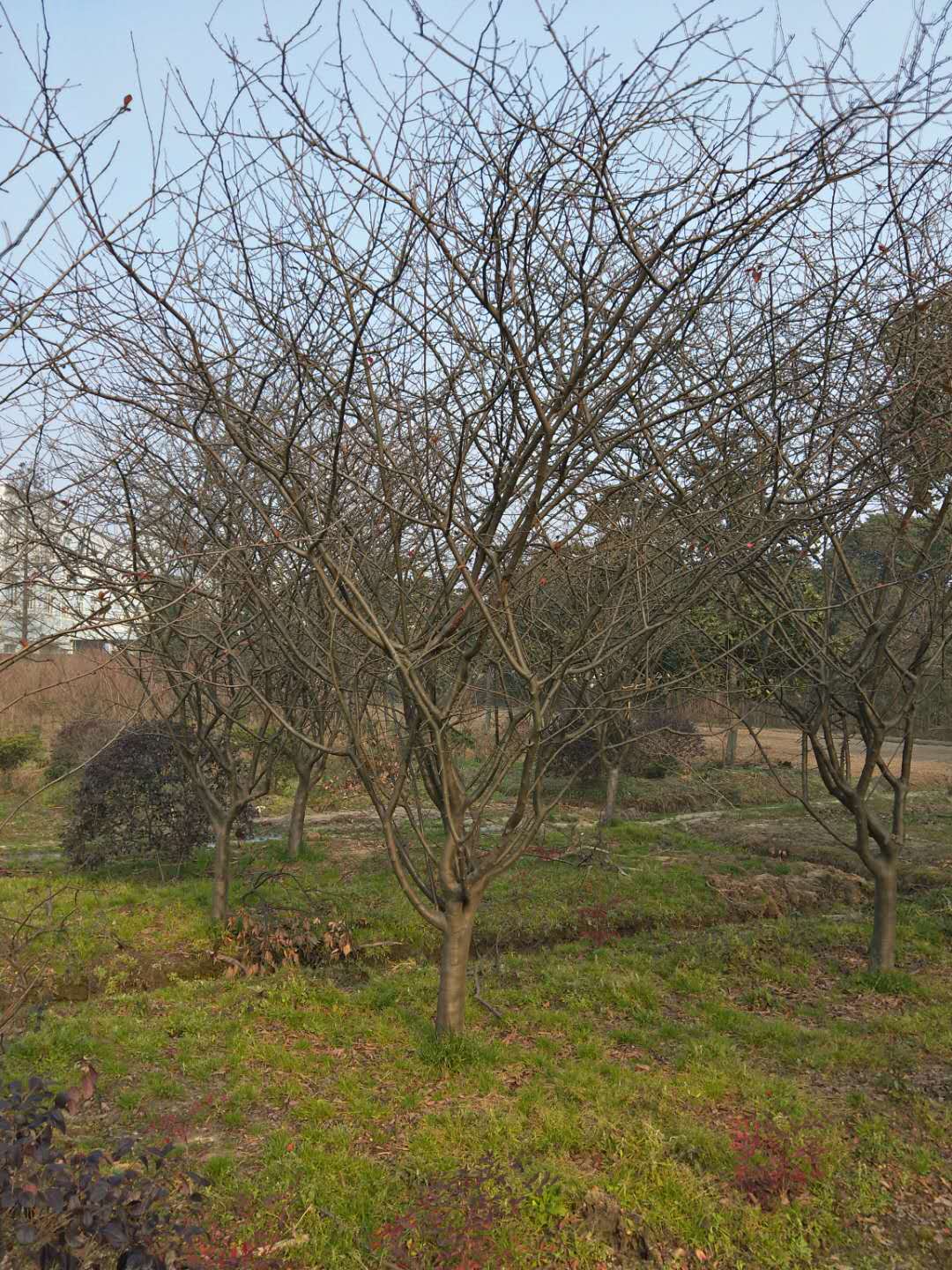 浙江垂絲海棠苗圃基地直銷價格 高存活率