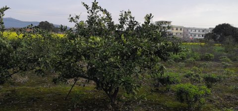 浙江橘子樹(shù)