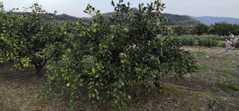 浙江橘子樹(shù)