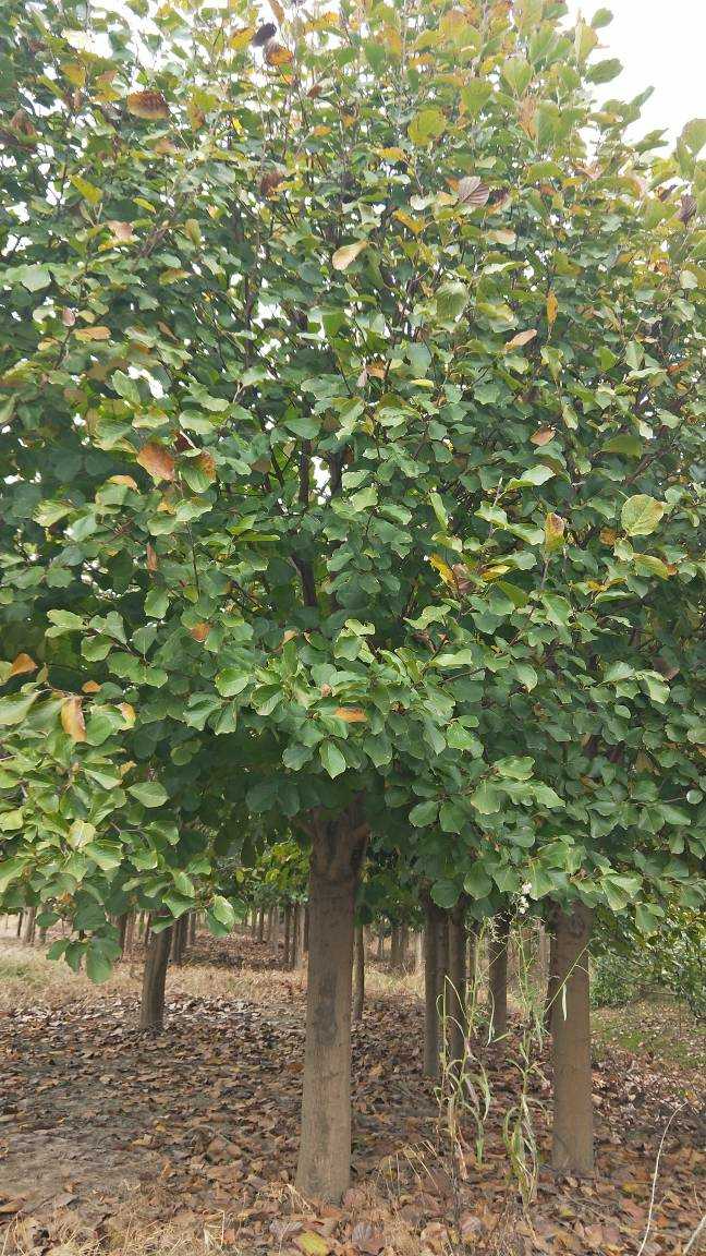 浙江紅白玉蘭種植基地銷售價格