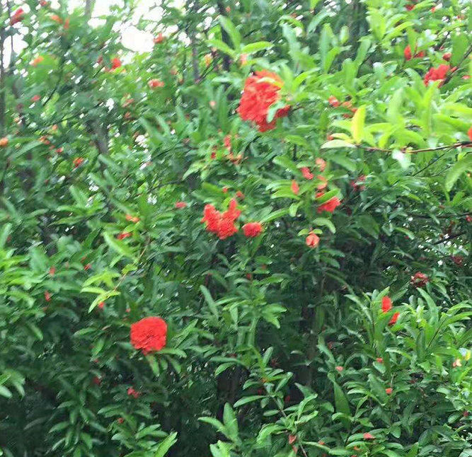 叢生花石榴苗木采購(gòu)