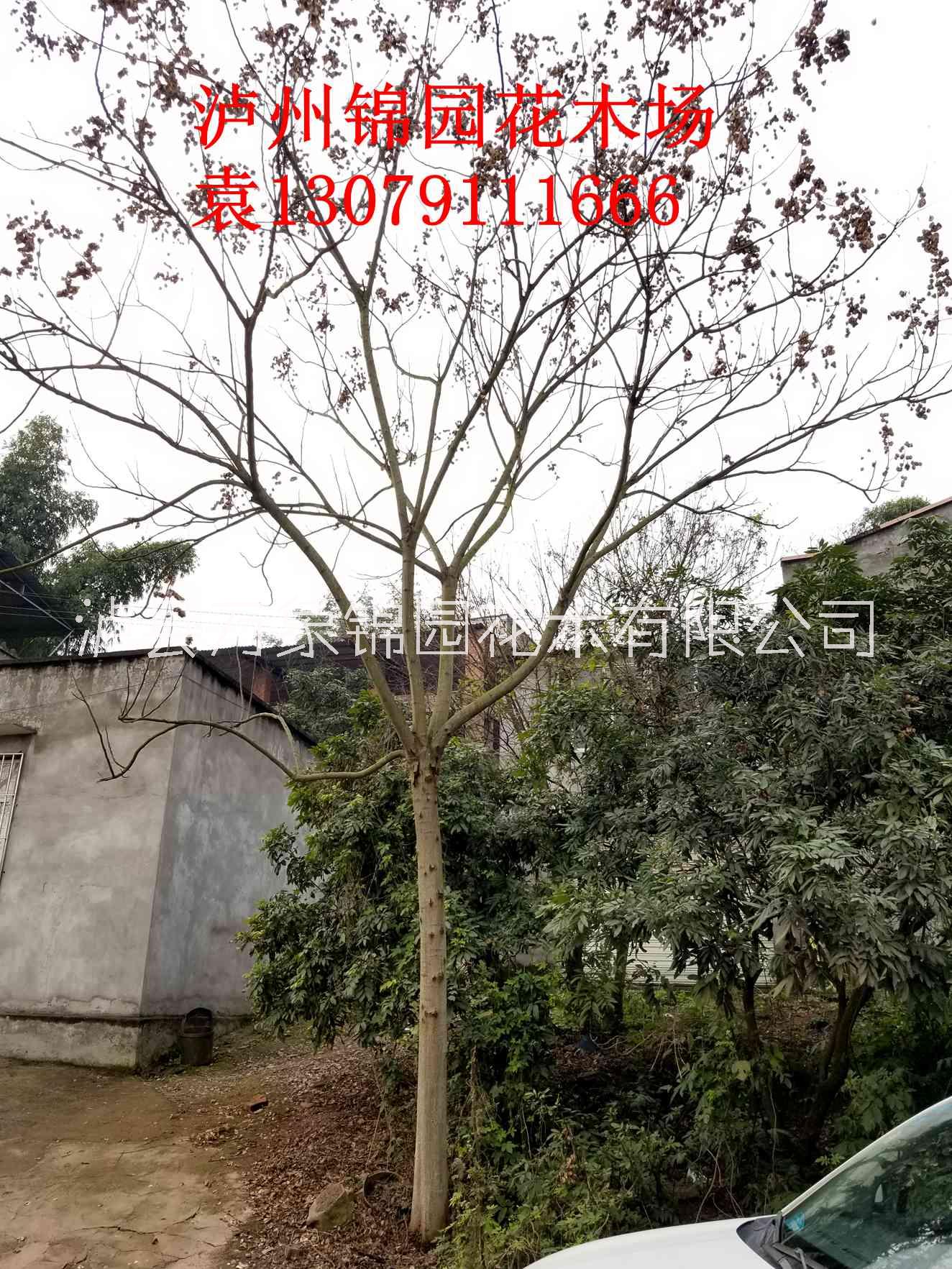四川欒樹(shù)基地銷(xiāo)售各種規(guī)格欒樹(shù) 錦園花木場(chǎng) 搖錢(qián)樹(shù)