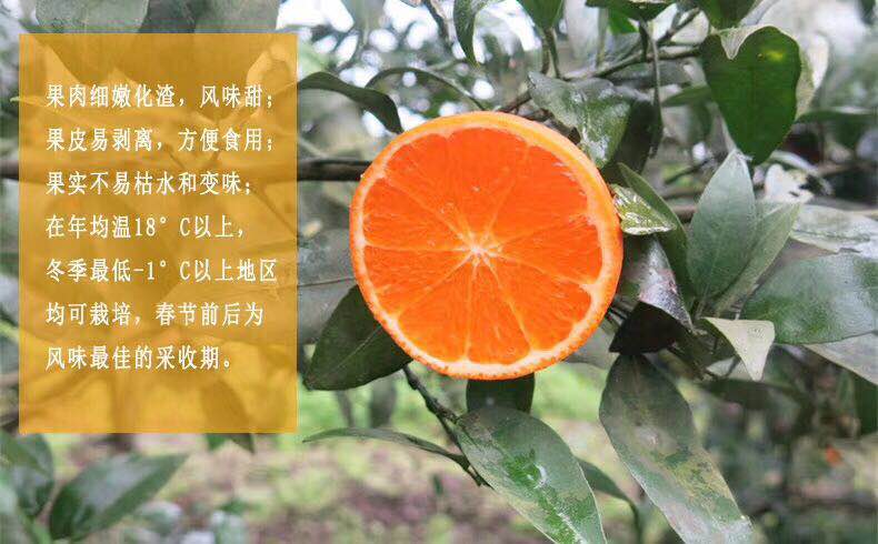 091無核沃柑 091無核沃柑苗