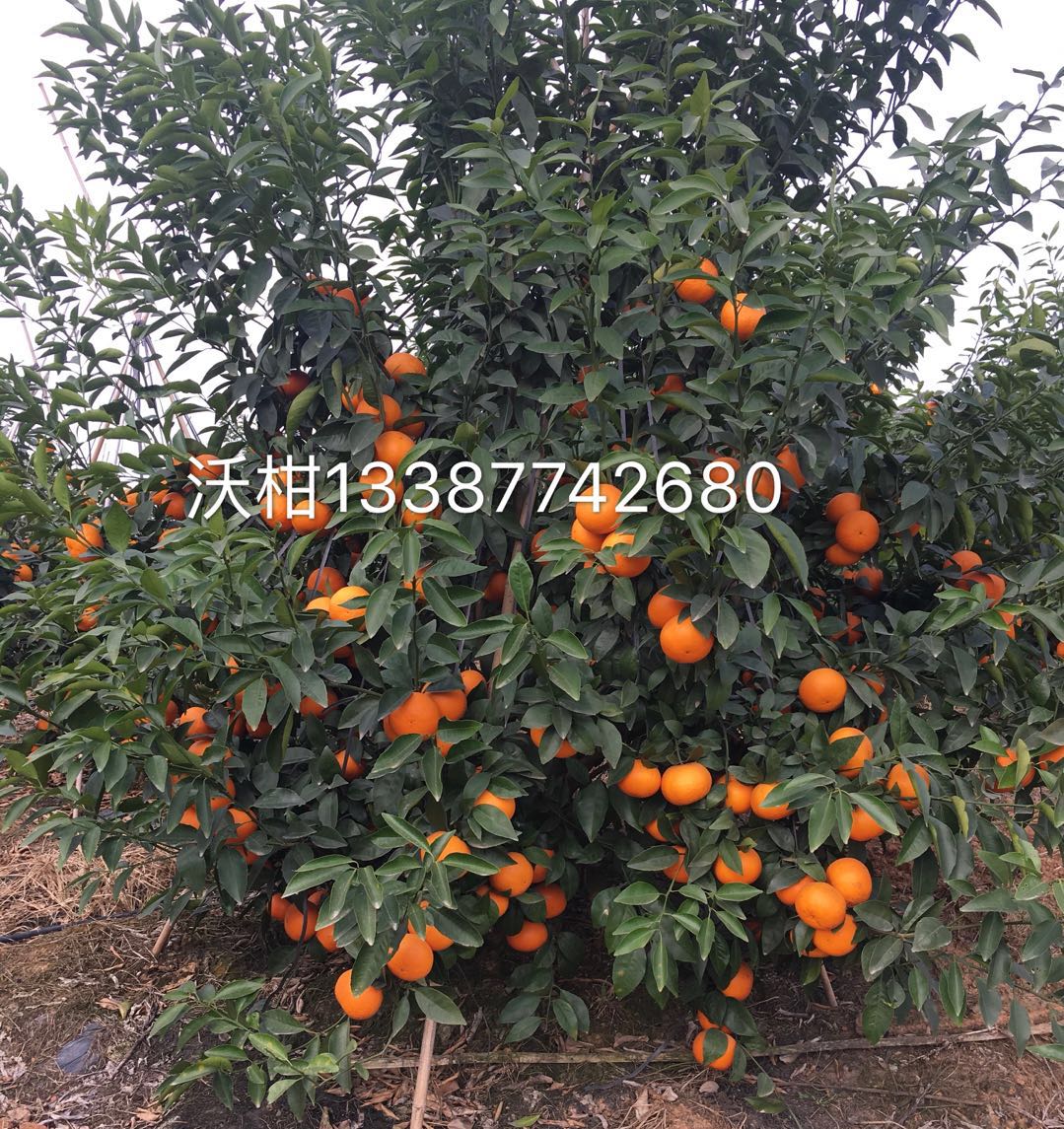 廣西玫瑰香柑苗種植基地-優(yōu)質(zhì)供應(yīng)商種植批發(fā)電話