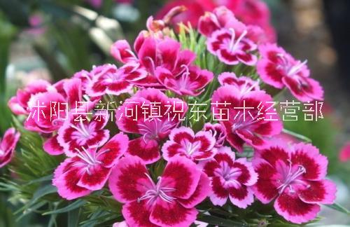 供應(yīng)時(shí)令草花五彩石竹、須苞石竹、十樣錦花卉種子