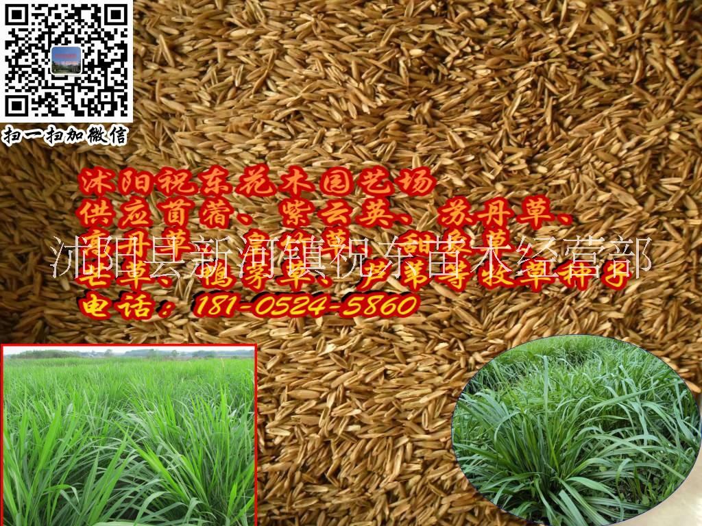 牧草基地供應(yīng)畜牧多年生黑麥草、紫云英、苦麥菜牧草種子