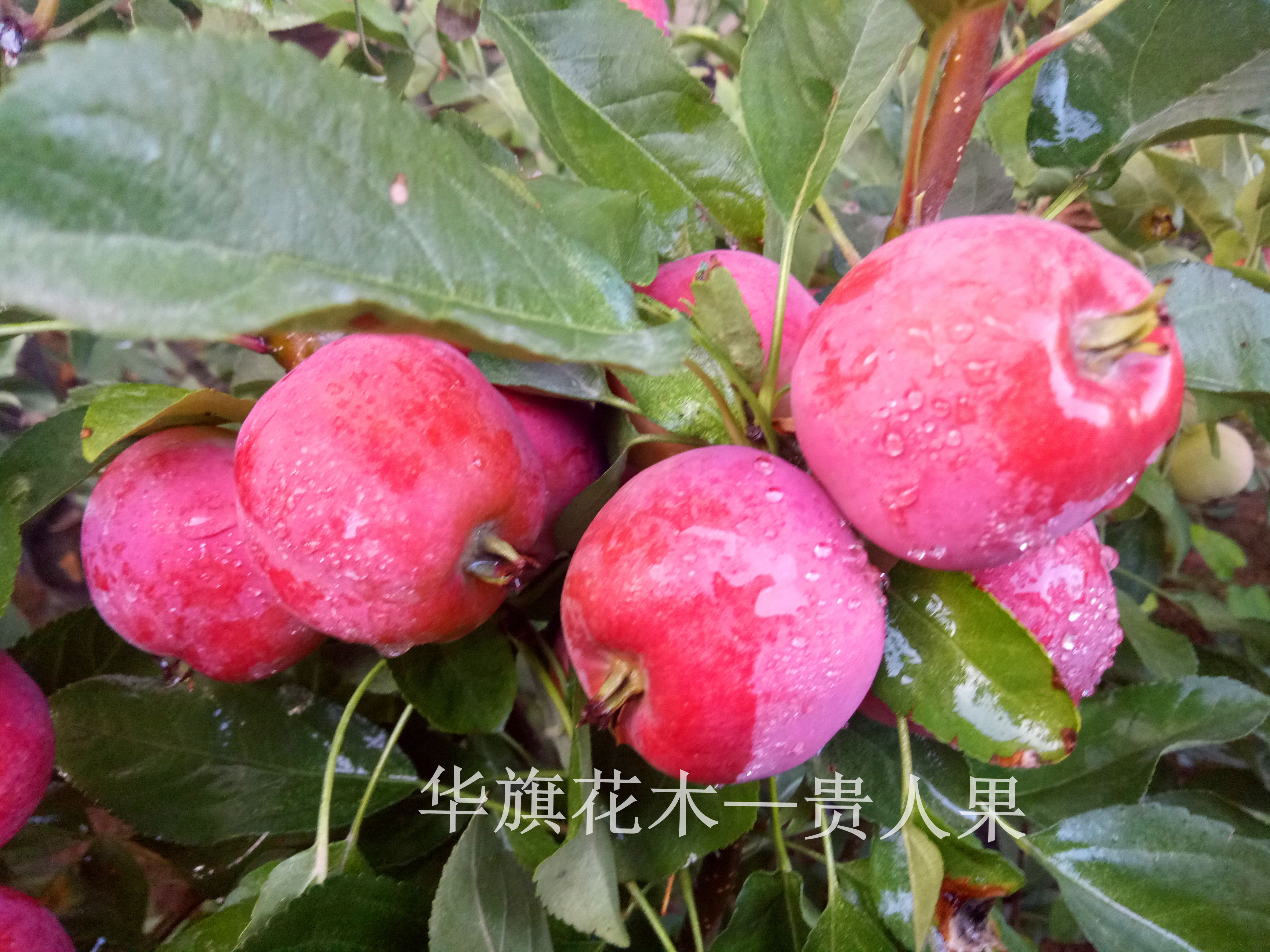 貴人果盆景大批量供應(yīng)