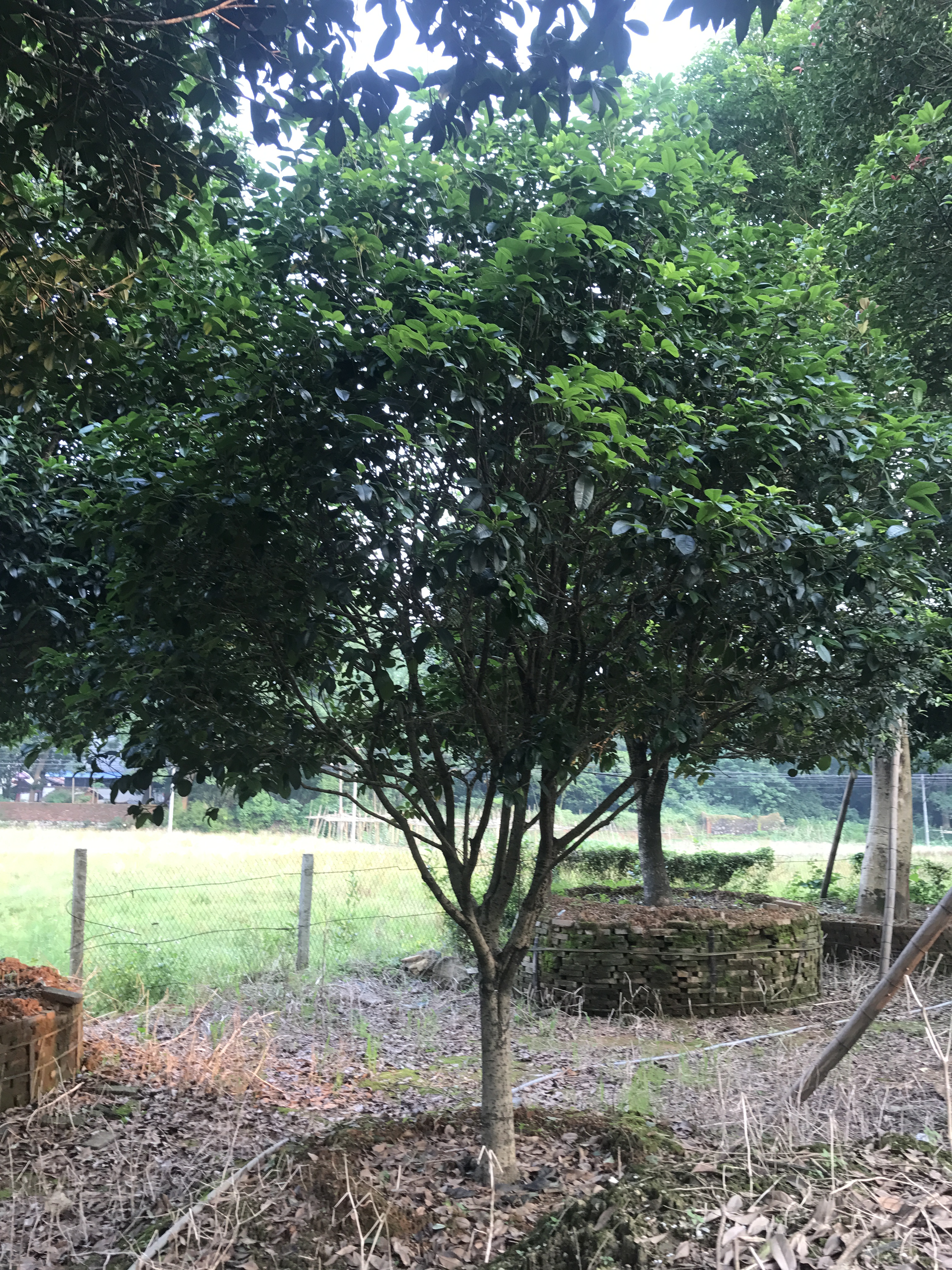 廣東小四季桂種植、基地、批發(fā)、價格【英德市望埠鎮(zhèn)佳園苗木桂花場】