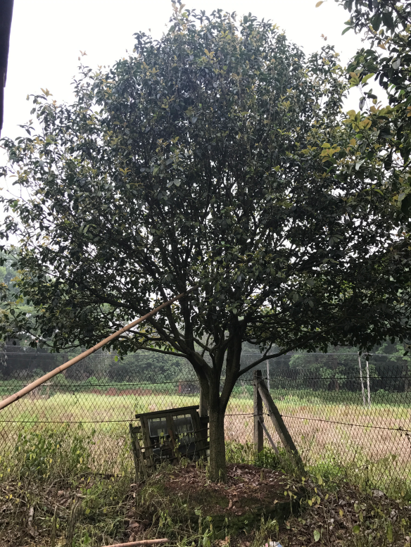桂花|小四季桂|廣東英德丹桂|基地直銷|種植基地報(bào)價(jià)|批發(fā)價(jià)格|供應(yīng)電話地址|圖片|品種齊全|價(jià)格合理|童叟無(wú)欺
