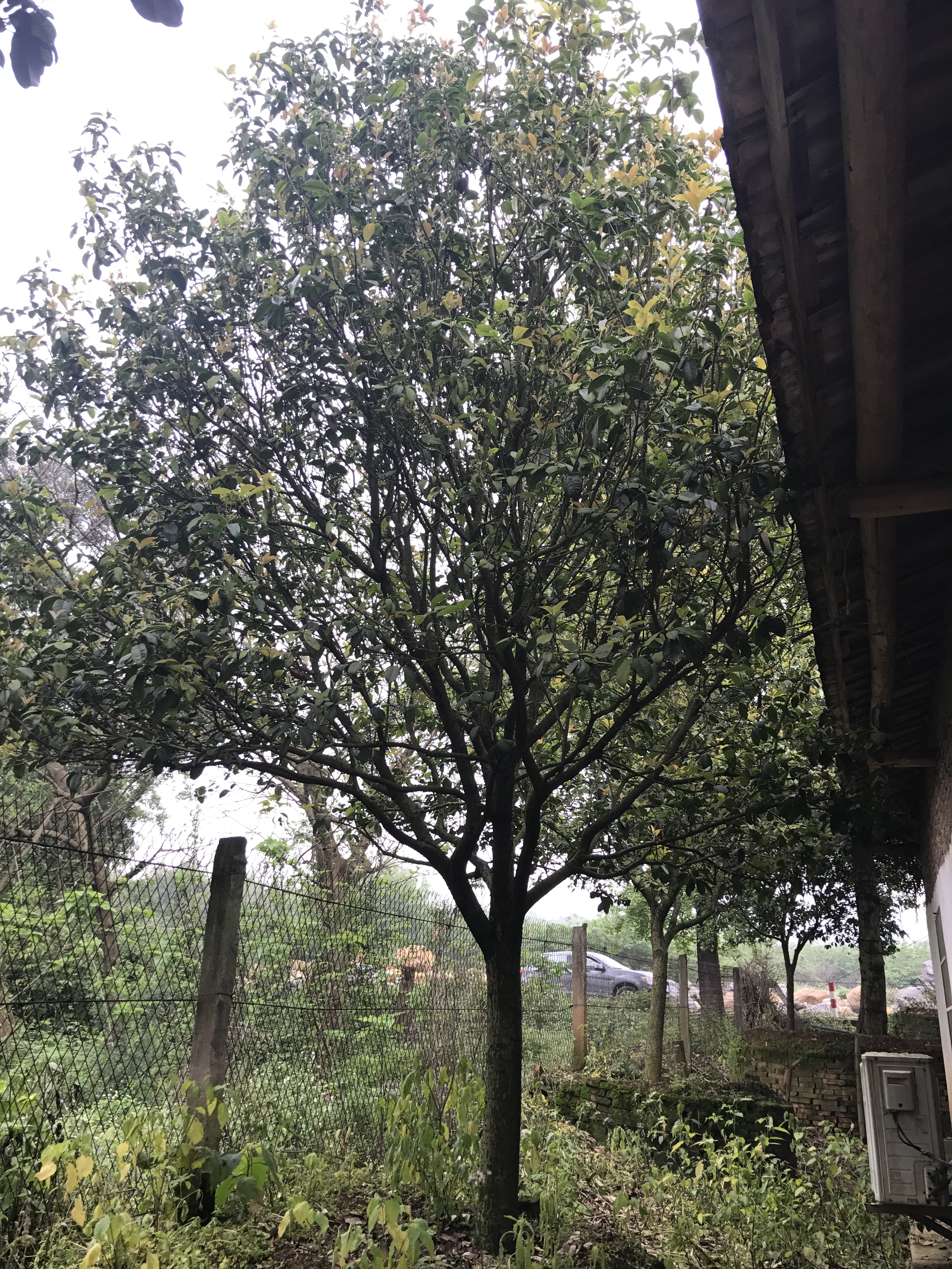 英德市小四季桂苗基地 桂花樹(shù)批發(fā)商 桂花種植基地 桂花現(xiàn)貨供應(yīng)