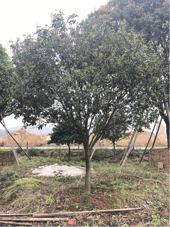 英德市小四季桂苗基地 桂花樹(shù)批發(fā)商 桂花種植基地 桂花現(xiàn)貨供應(yīng)