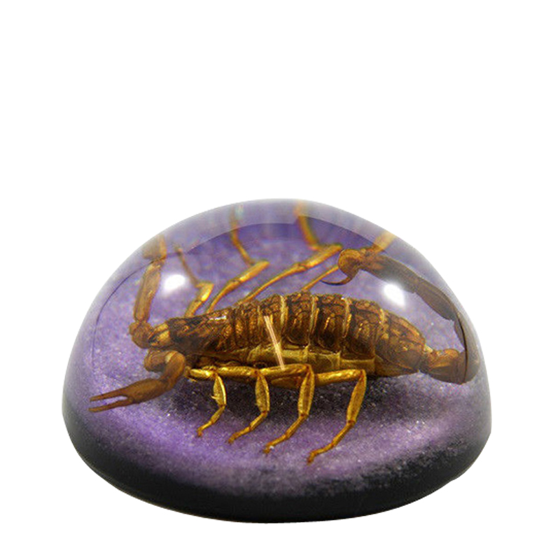 廠家熱銷 高透明水晶膠工藝品 樹脂內(nèi)埋真昆蟲標(biāo)本 可批量定制