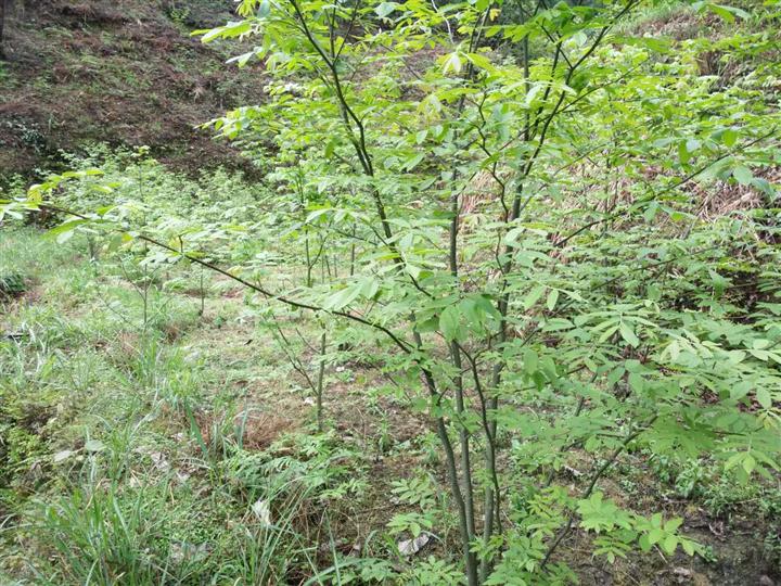 貴州青錢柳苗種植基地-價格-供應(yīng)商  貴州優(yōu)質(zhì)青錢柳苗