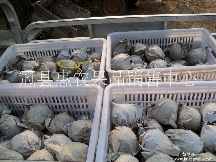 豐水梨 批發(fā)豐水梨  代收豐水梨