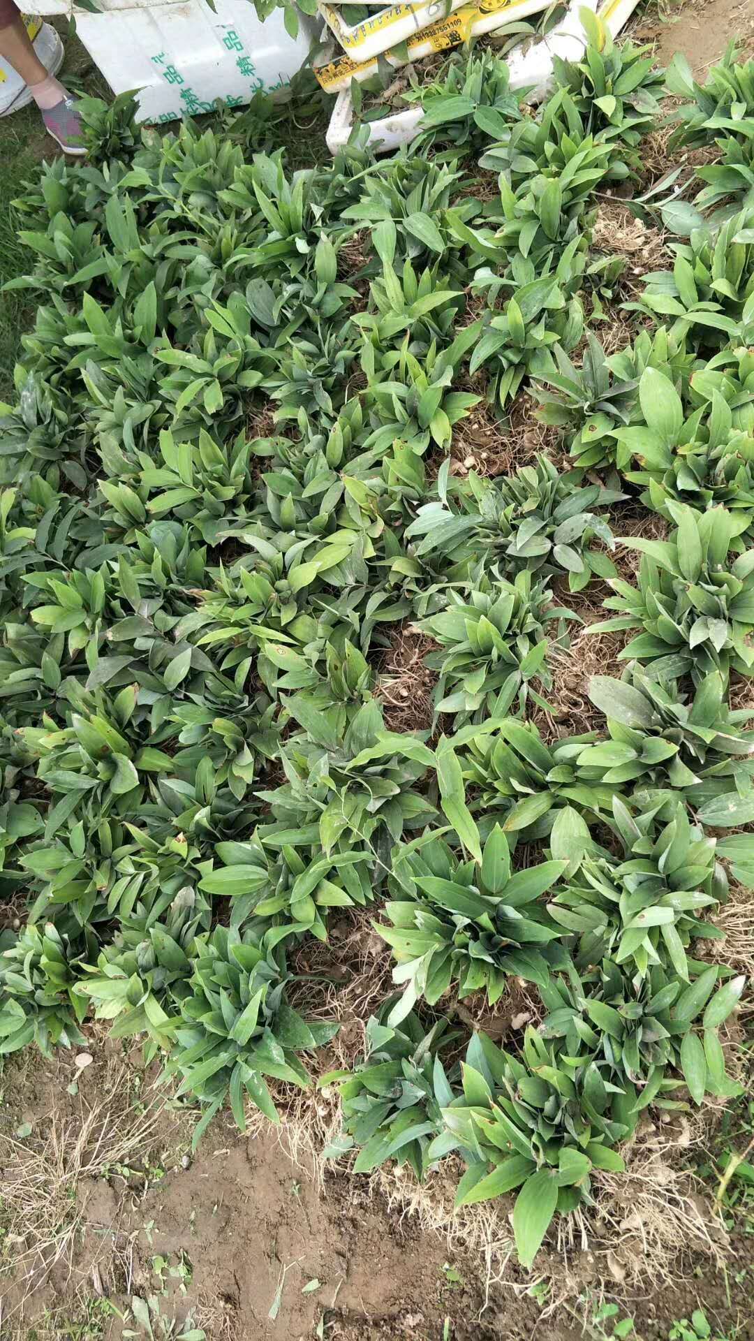 黃精的功效是什么-電話