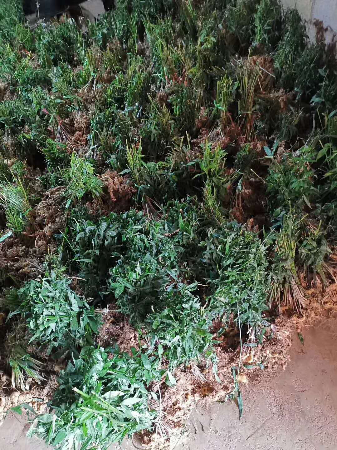 黃精哪里有-廠家-價(jià)格-電話
