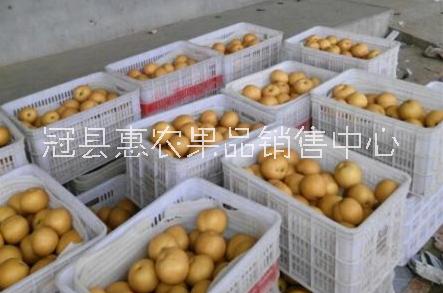 豐水梨 批發(fā)豐水梨  代收豐水梨