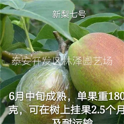 新梨七號梨樹苗批發(fā)價格、新梨七號梨樹苗多少錢哪里便宜