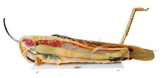 43118節(jié)肢動(dòng)物標(biāo)本 教學(xué)儀器  教學(xué)儀器廠(chǎng)家 初中教學(xué)儀器