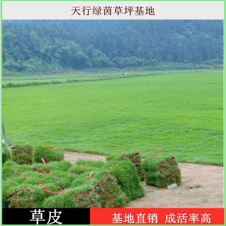 衡陽優(yōu)質馬尼拉草皮種植基地，衡陽哪里有馬尼拉草皮賣，成活率高，質優(yōu)價廉
