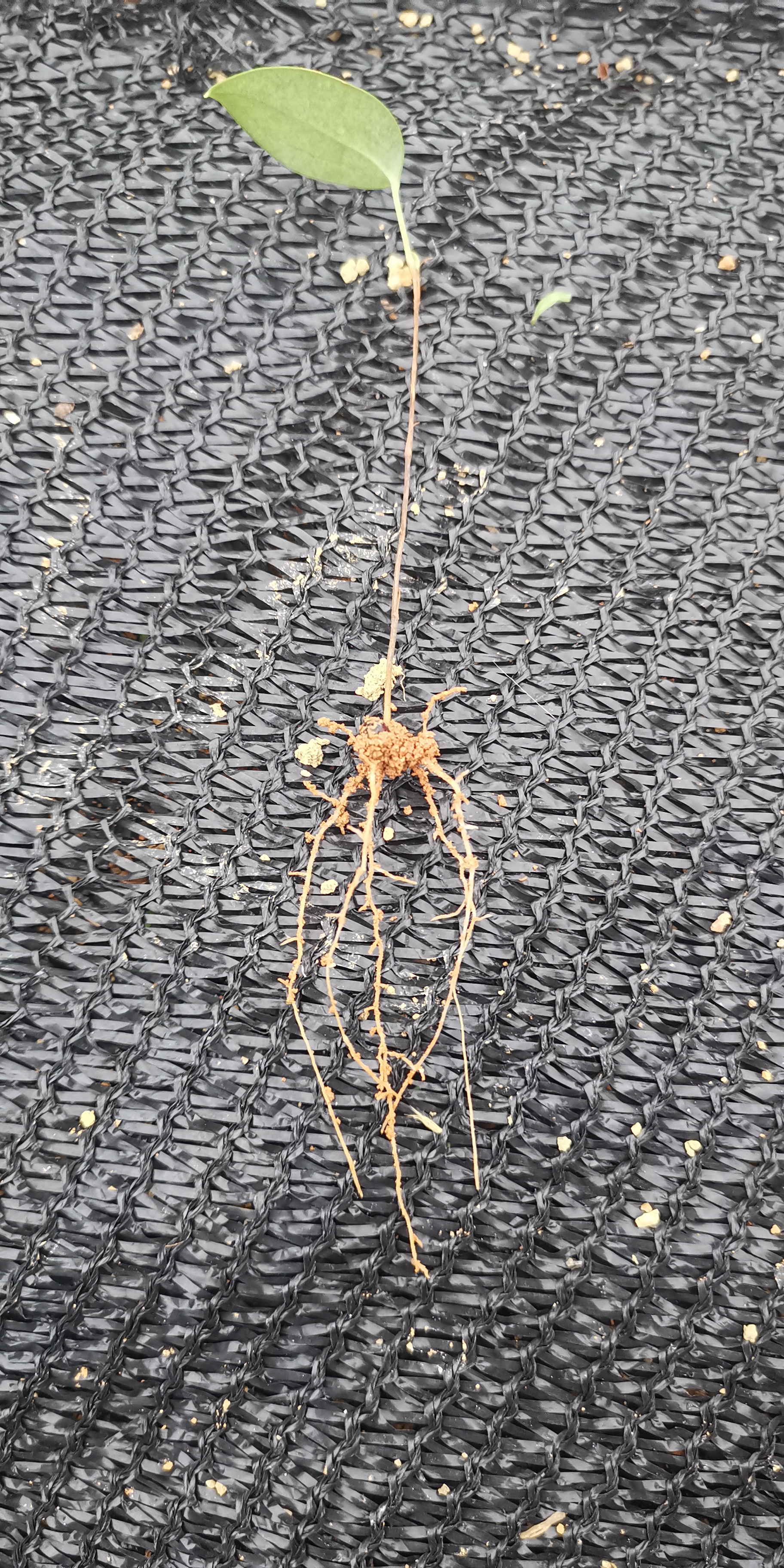 土茯苓種苗 土茯苓種苗土茯苓