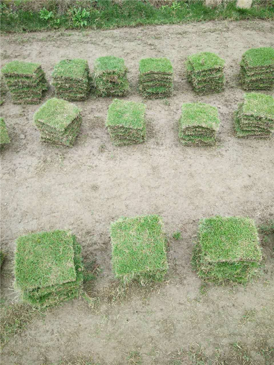 廣東馬尼拉草優(yōu)質(zhì)廠家直銷-基地-批發(fā)  廣東馬尼拉草