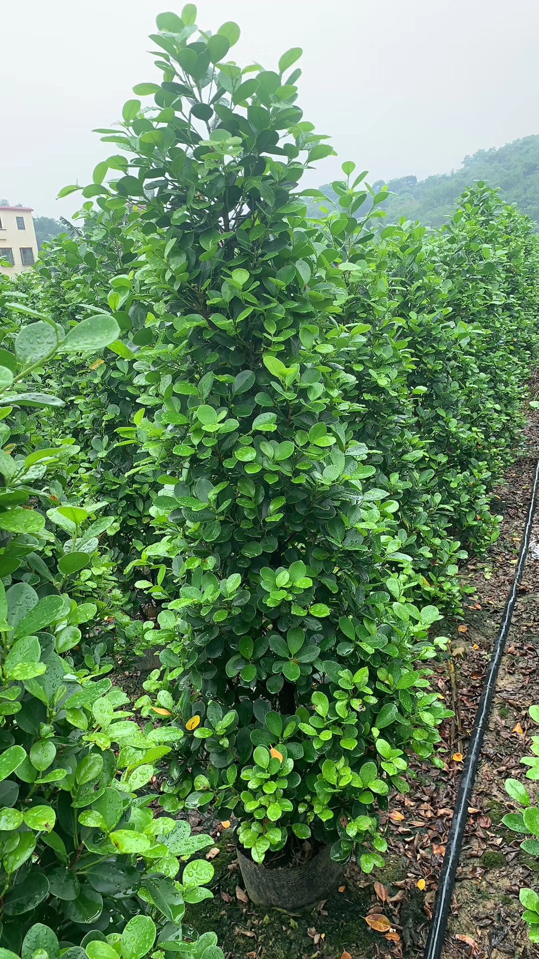 火山榕批發(fā)價(jià)/種植基地批發(fā)價(jià)格公司批復(fù)
