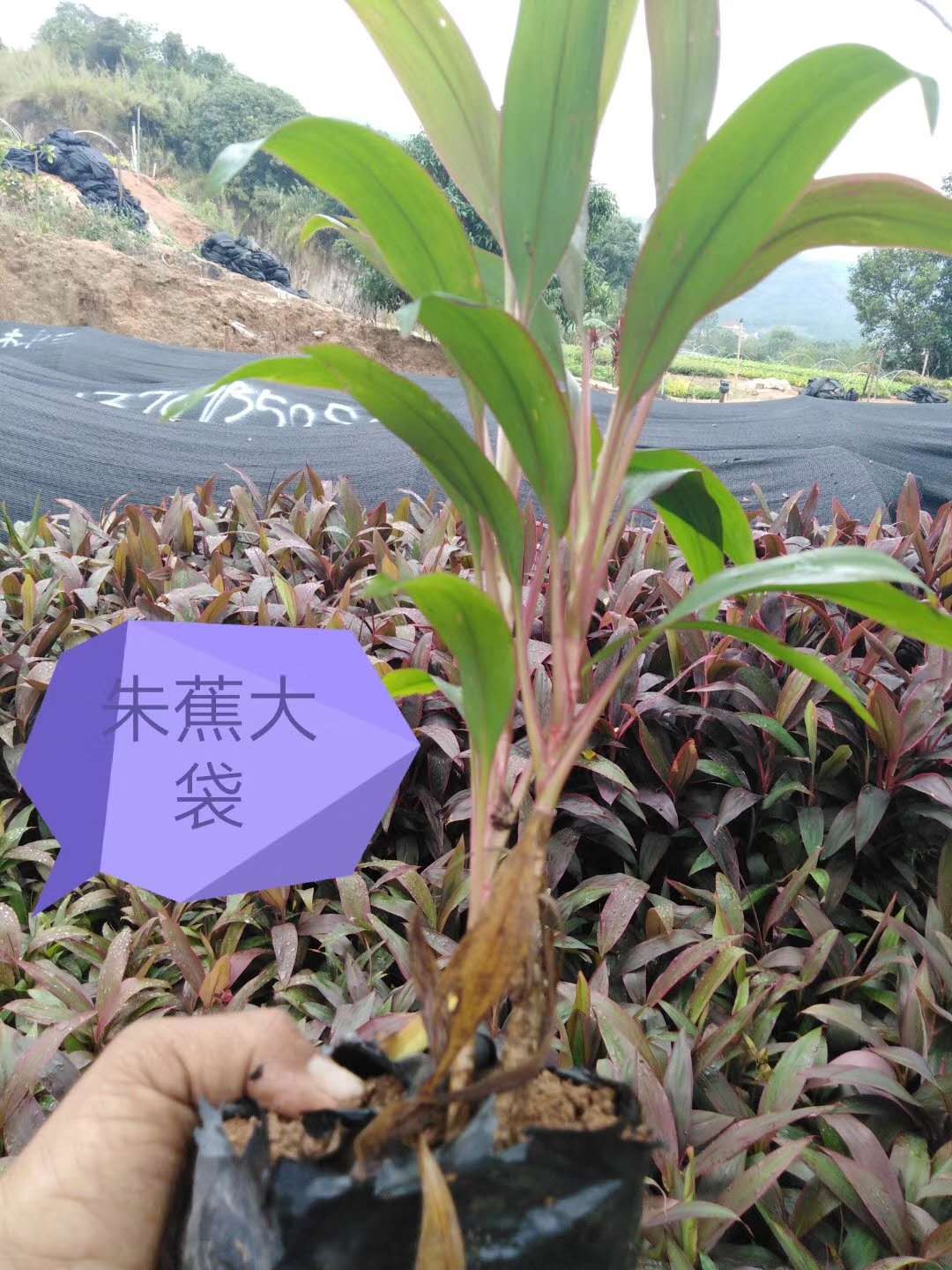 朱蕉大袋供應(yīng)商-廠家-批發(fā) 朱蕉大袋