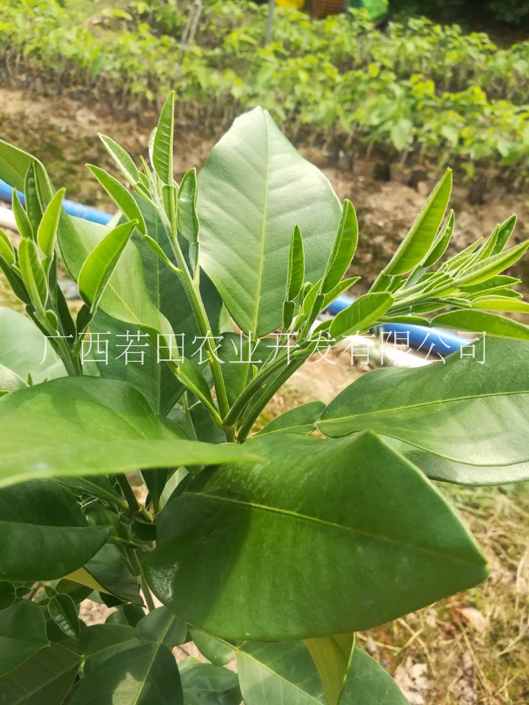 哪里有*的泰國紅寶石青柚苗賣？農(nóng)村果樹種植好項(xiàng)目，找若田農(nóng)業(yè)！